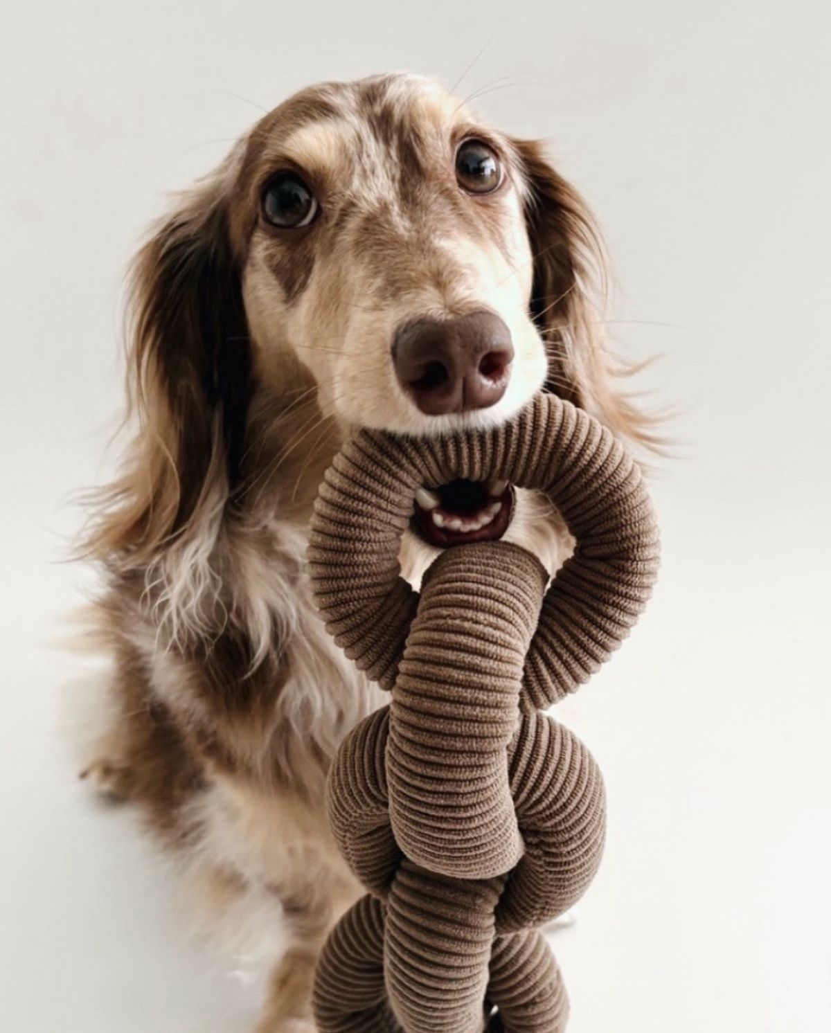 Pet lifestyle image