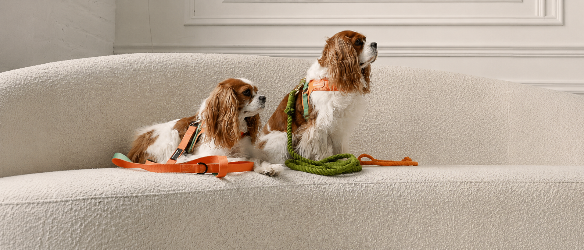 Comfortable pet home lifestyle