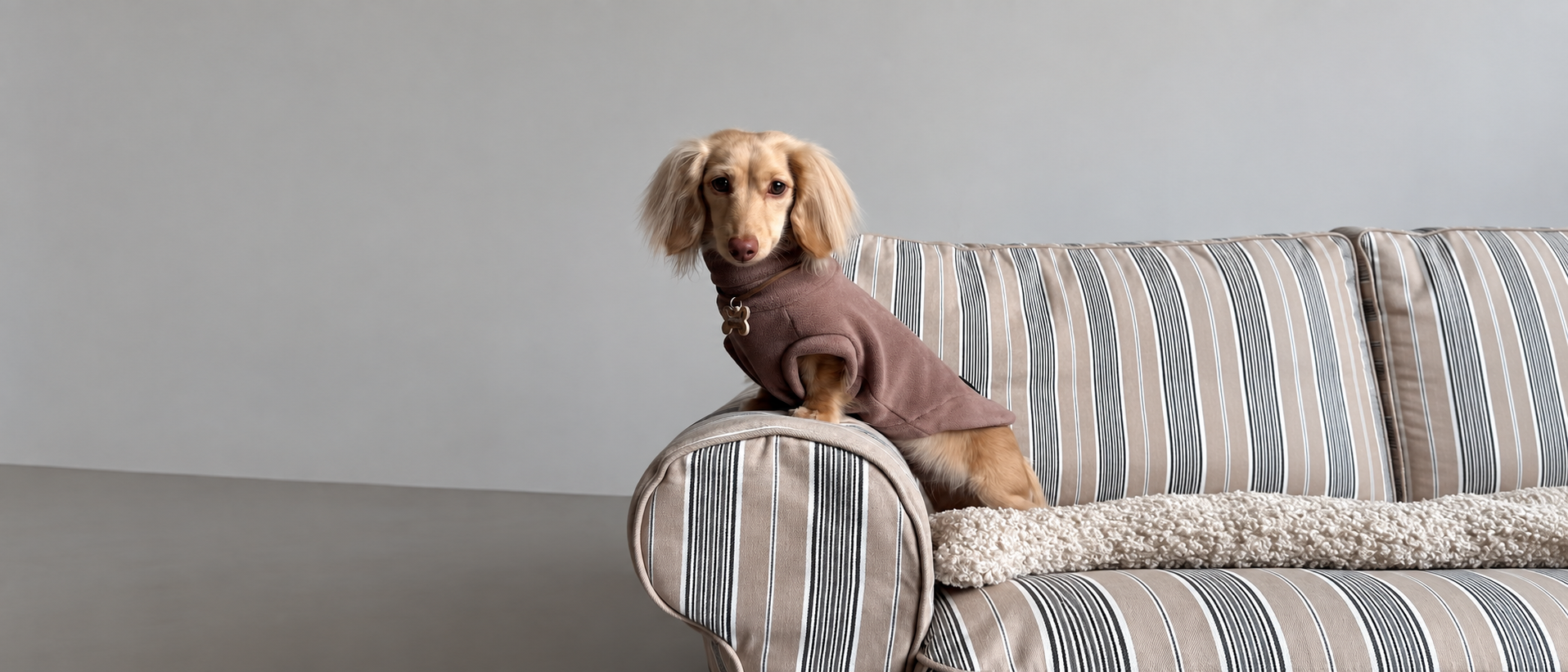 Everyday pet essentials