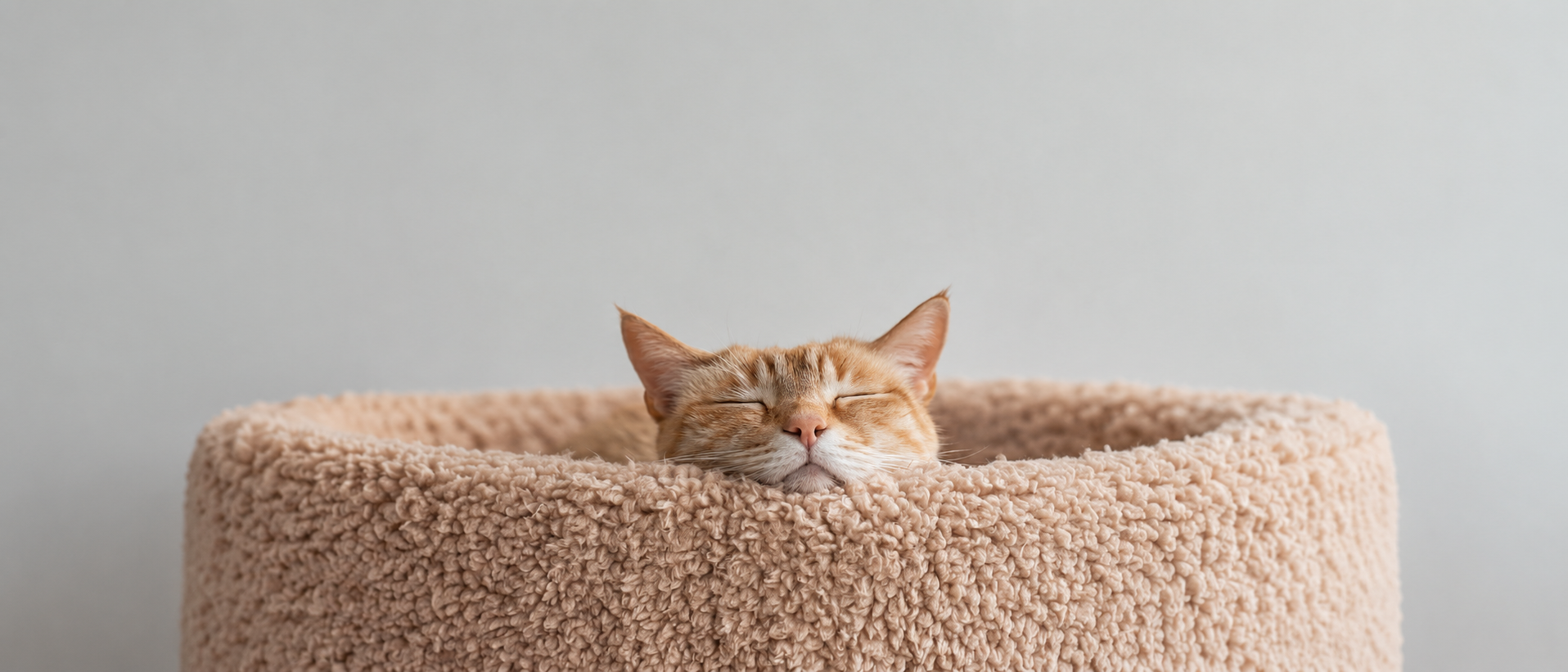Everyday pet comfort