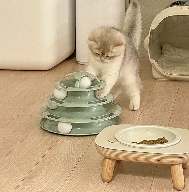Pet resting in a relaxed home setting