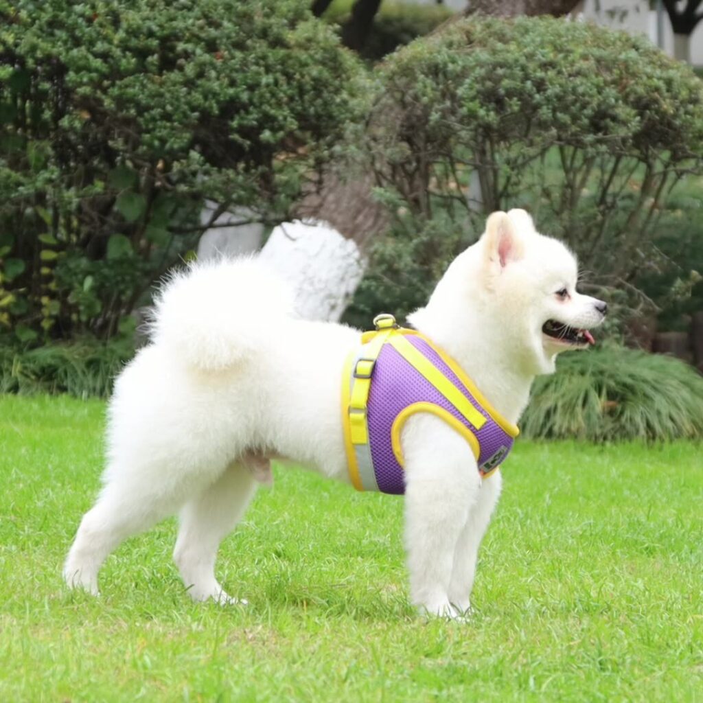 Adjustable Dog Harness and Leash Set
