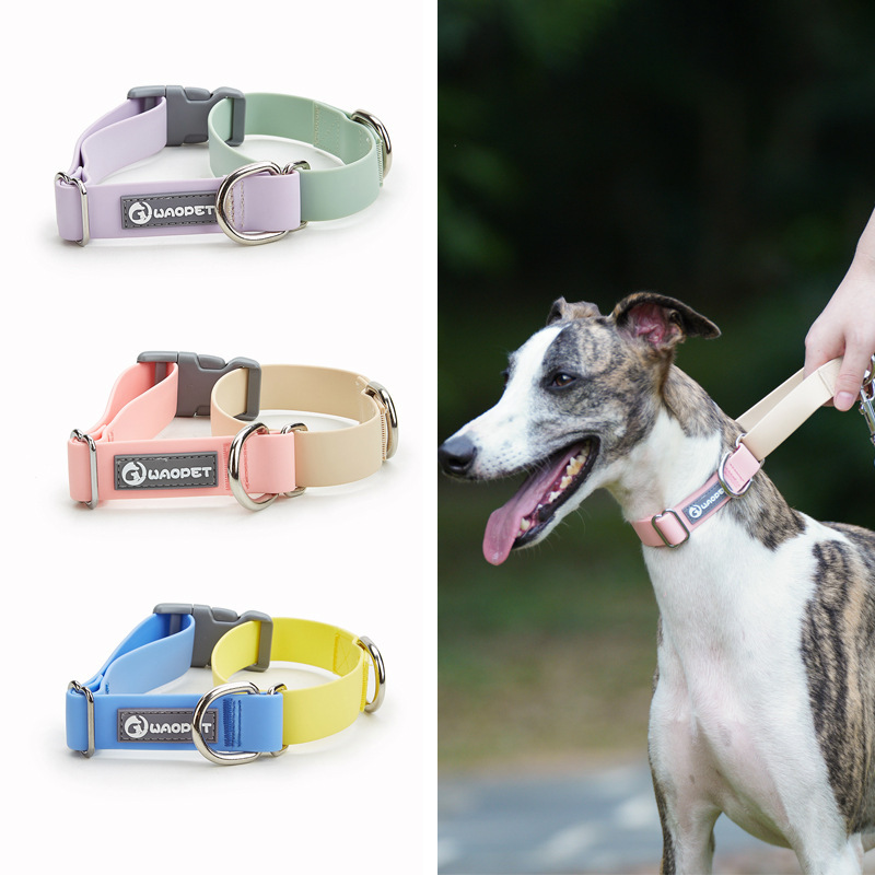 Adjustable Everyday Dog Collar